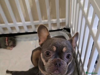 French Bulldog dogs Beautiful litter of French Bulldogs - Advert 4