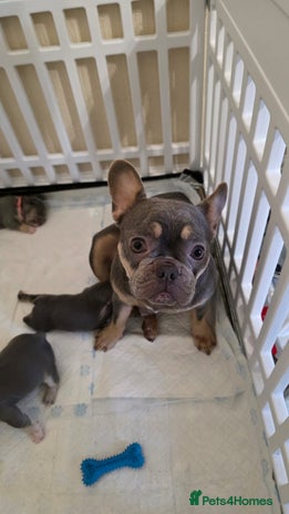 French Bulldog dogs Beautiful litter of French Bulldogs - Advert 1