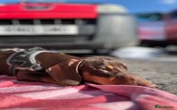 Dachshund dogs for stud: Stud Available — “Rolo” the Chocolate Dachshund  - Image 6