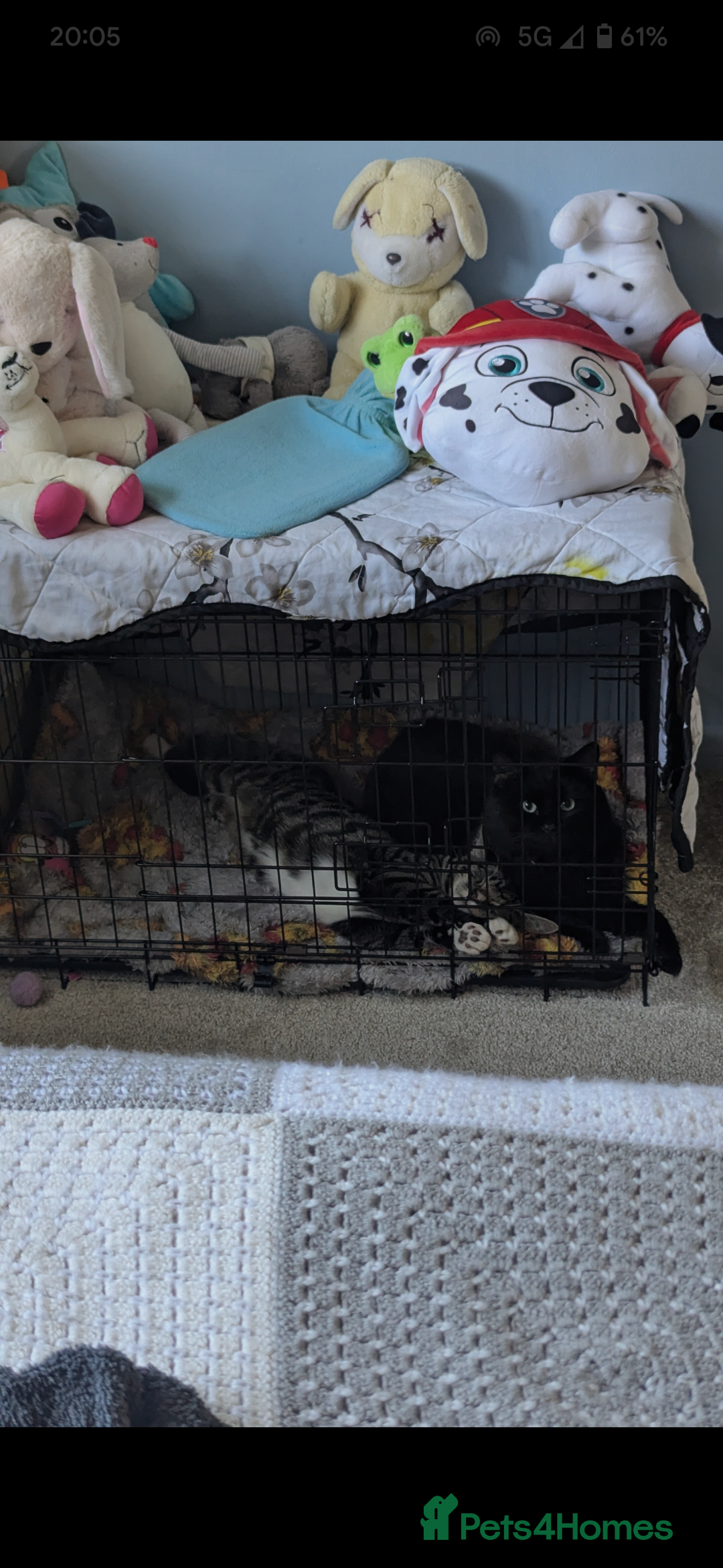 Mixed Breed cats for sale: Mixed Breed Male Tabby  - Image 7