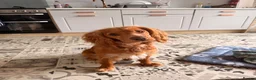 Cocker Spaniel dogs for sale: 1 year old working cocker spaniel  in Dalkeith - Advert 8