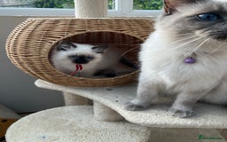 Ragdoll cats for sale: Pure breed ragdolls - Image 9