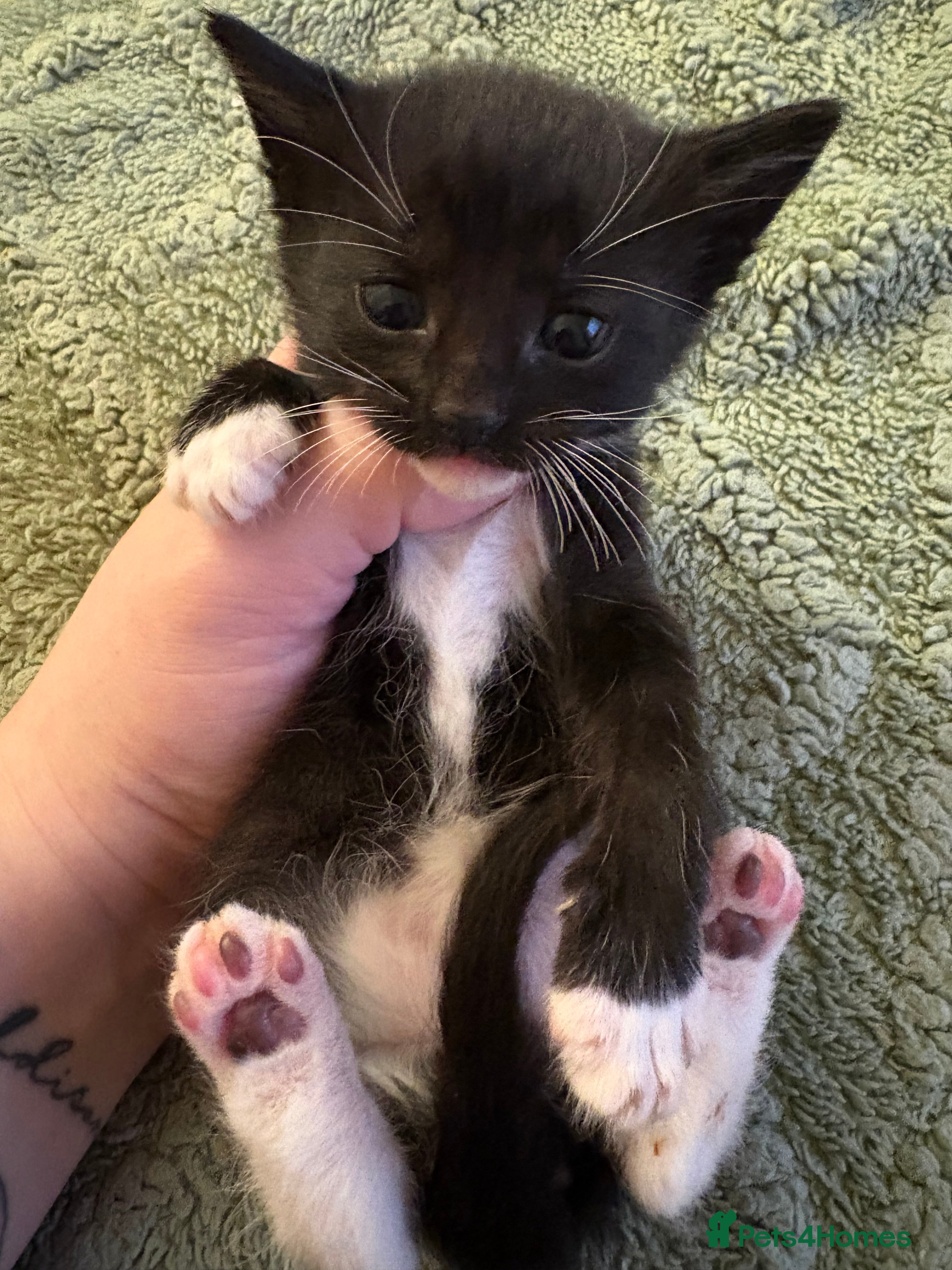 Mixed Breed cats Beautiful kittens looking for loving homes  - Advert 1