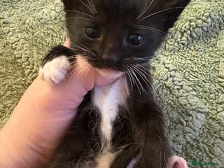 Mixed Breed cats Beautiful kittens looking for loving homes - Advert 1