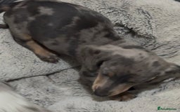 Miniature Dachshund dogs for sale: PRICE NEGOTIABLE Beautiful Isabella dachshund pups - Image 21