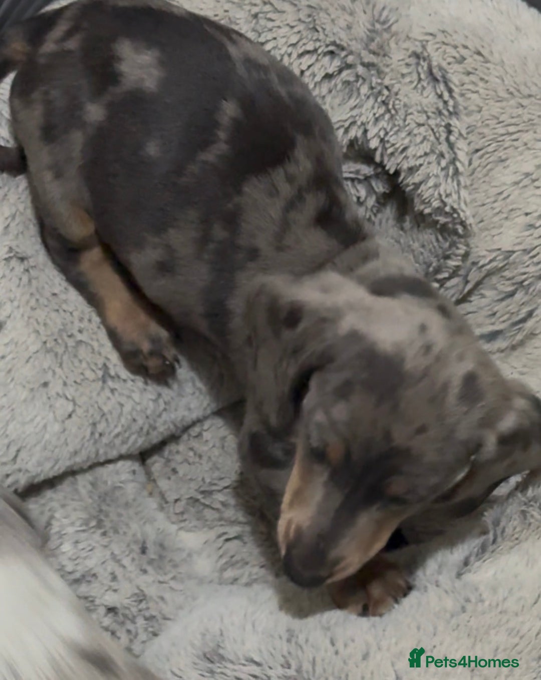 Miniature Dachshund dogs for sale: PRICE NEGOTIABLE Beautiful Isabella dachshund pups - Image 21
