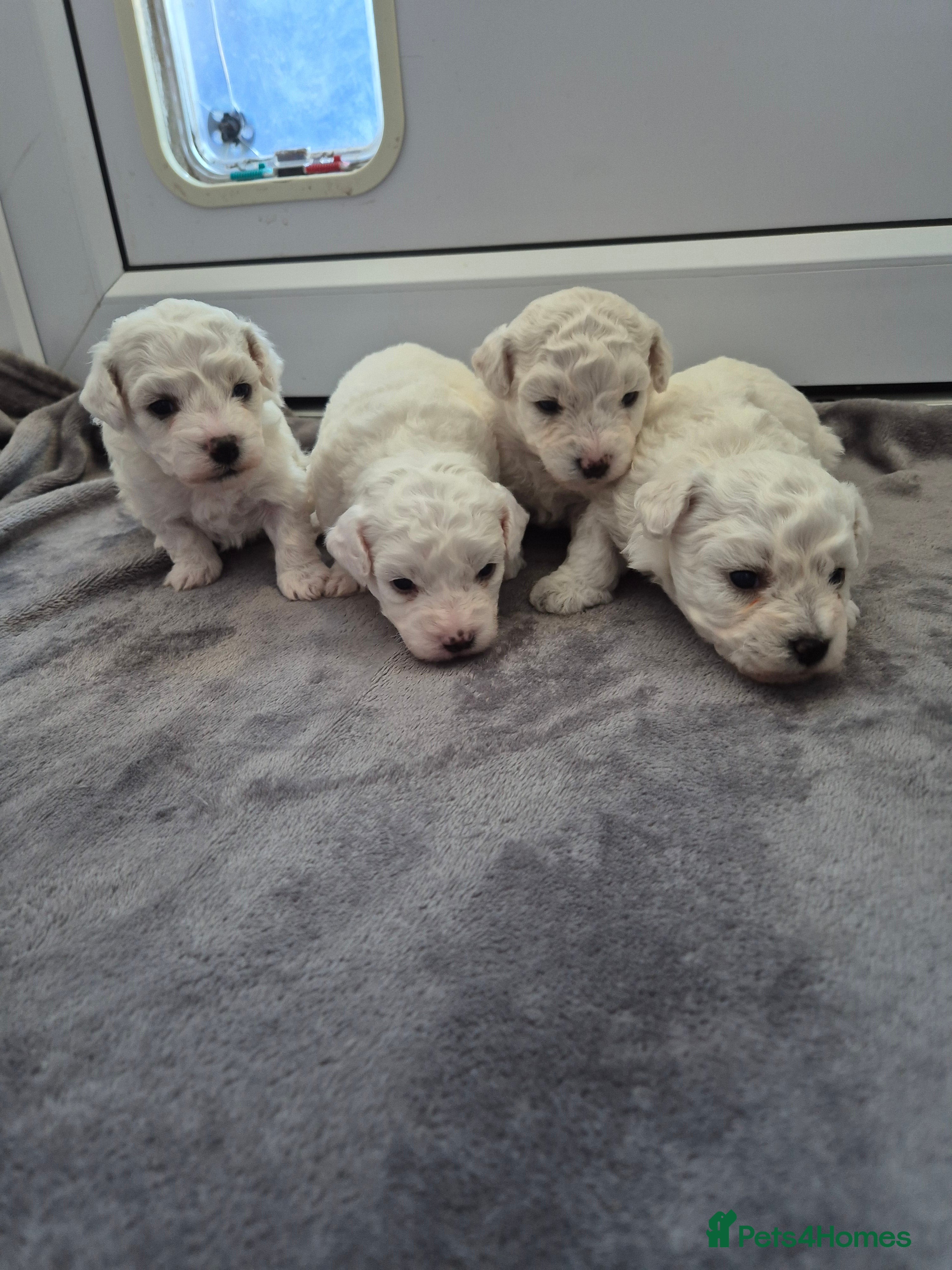 Bichon Frise dogs Pure White Bishon Frise - Advert 13