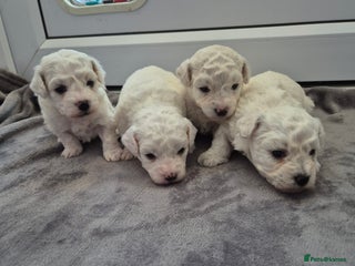 Bichon Frise dogs Pure White Bishon Frise - Advert 1