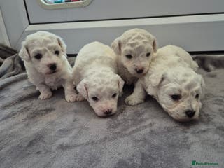 Bichon Frise dogs Pure White Bishon Frise - Advert 5