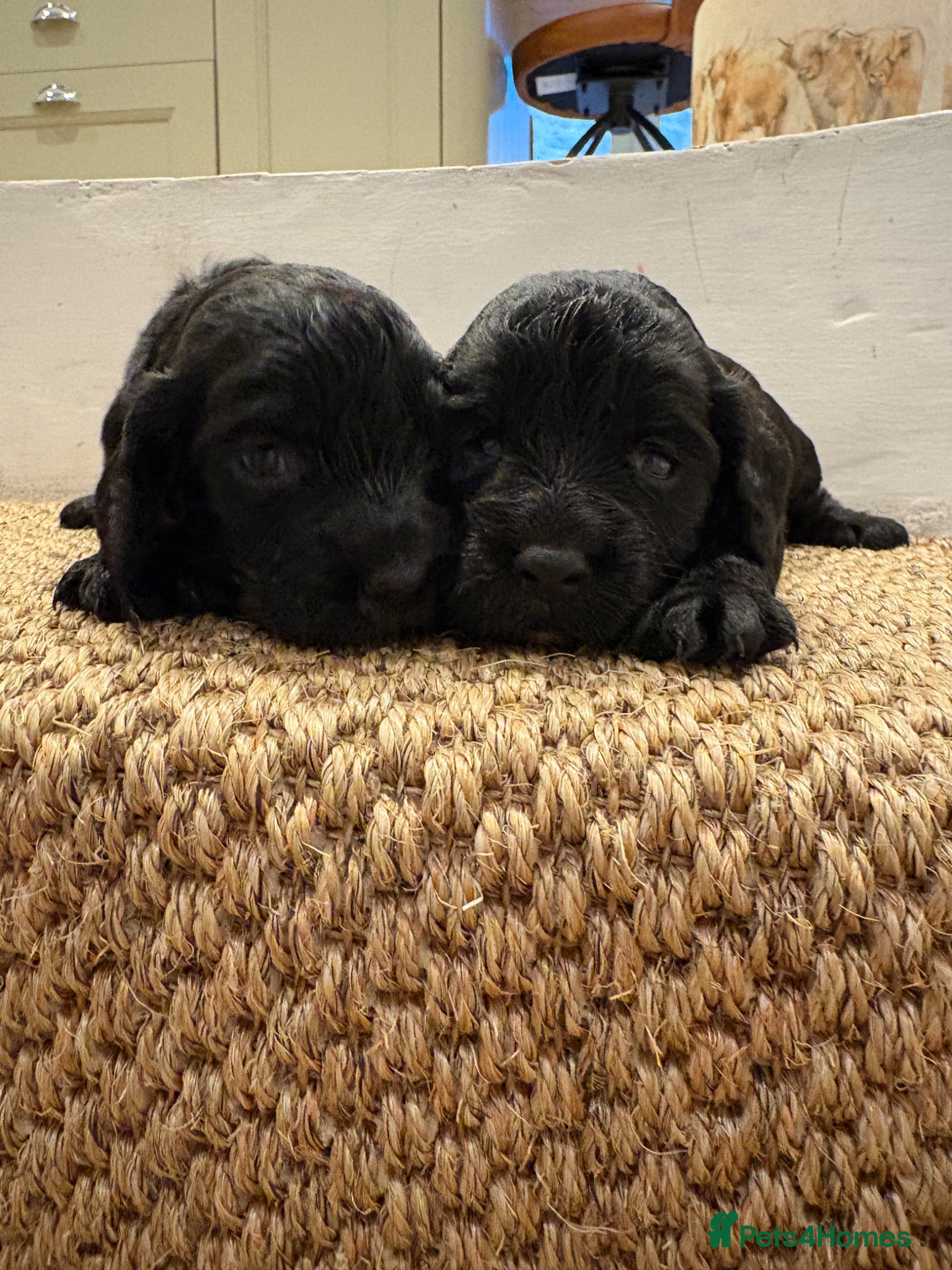 Cocker Spaniel dogs KC Registered Cocker Spaniels  - Advert 2