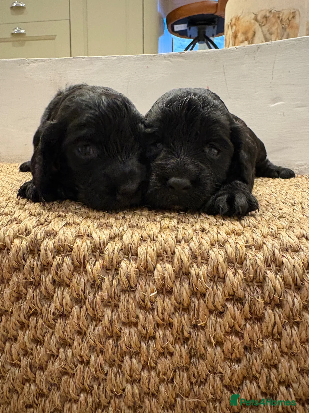 Cocker Spaniel dogs for sale: KC Registered Cocker Spaniels  - Advert 1