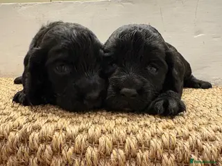 Cocker Spaniel dogs KC Registered Cocker Spaniels - Advert 1