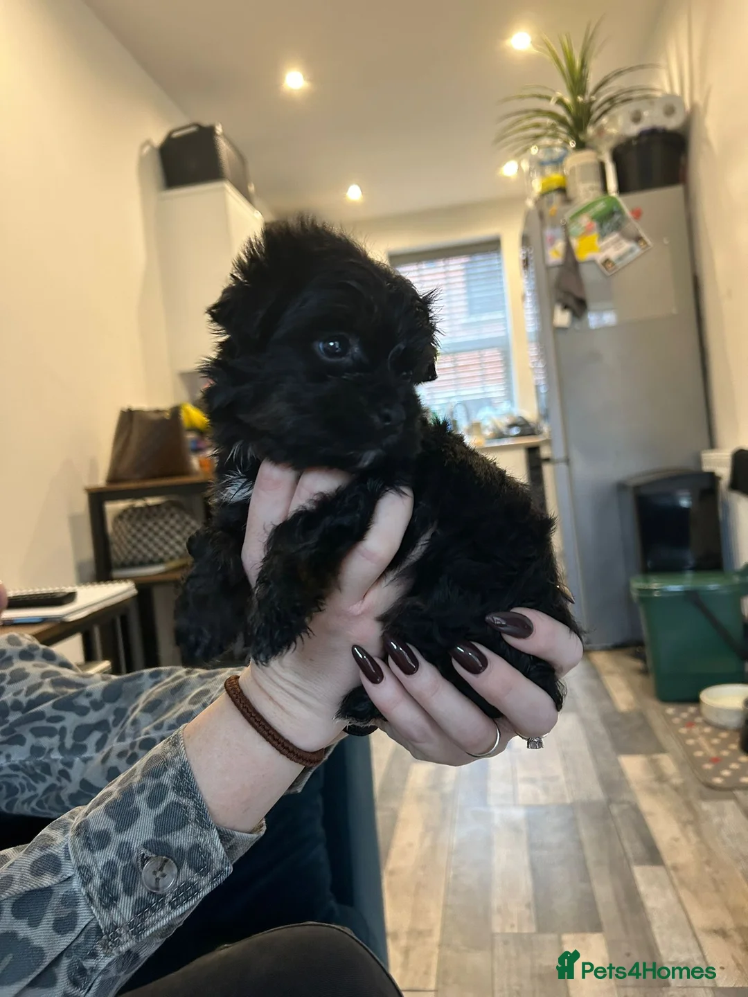 Havanese dogs for sale: Beautiful Havanese Puppies - Advert 6