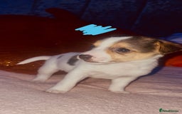 Jack Russell dogs for sale: Jack Russell  - Image 3