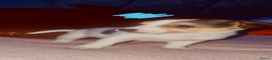 Jack Russell Puppy 1