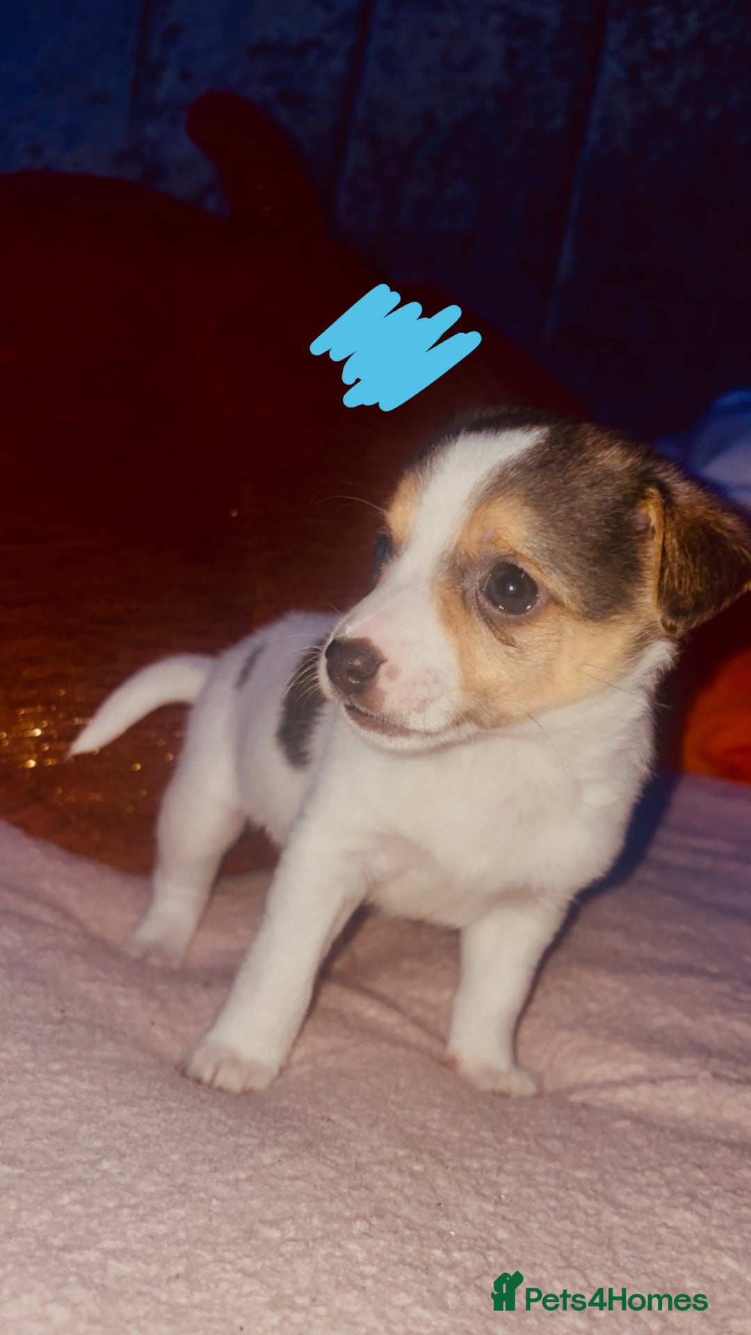 Jack Russell dogs for sale: Jack Russell  - Image 3