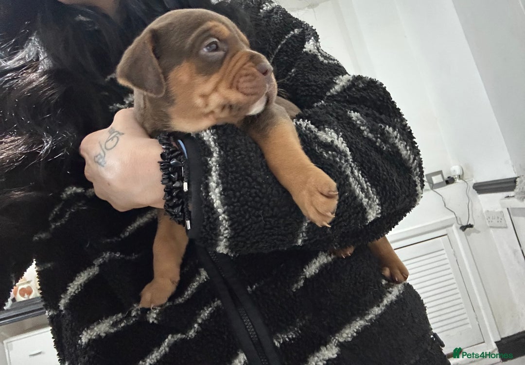 Mixed Breed dogs for sale: A beautiful litter of Rottweiler/staff/mastiffs - Advert 19