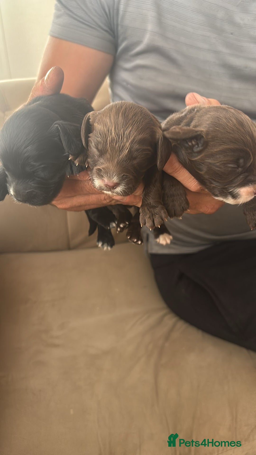Cocker Spaniel dogs for sale: Male cocker spaniels  - Image 4