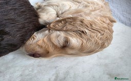Cockapoo dogs for sale: Beautiful Female Fb1 cockapoo - Image 5