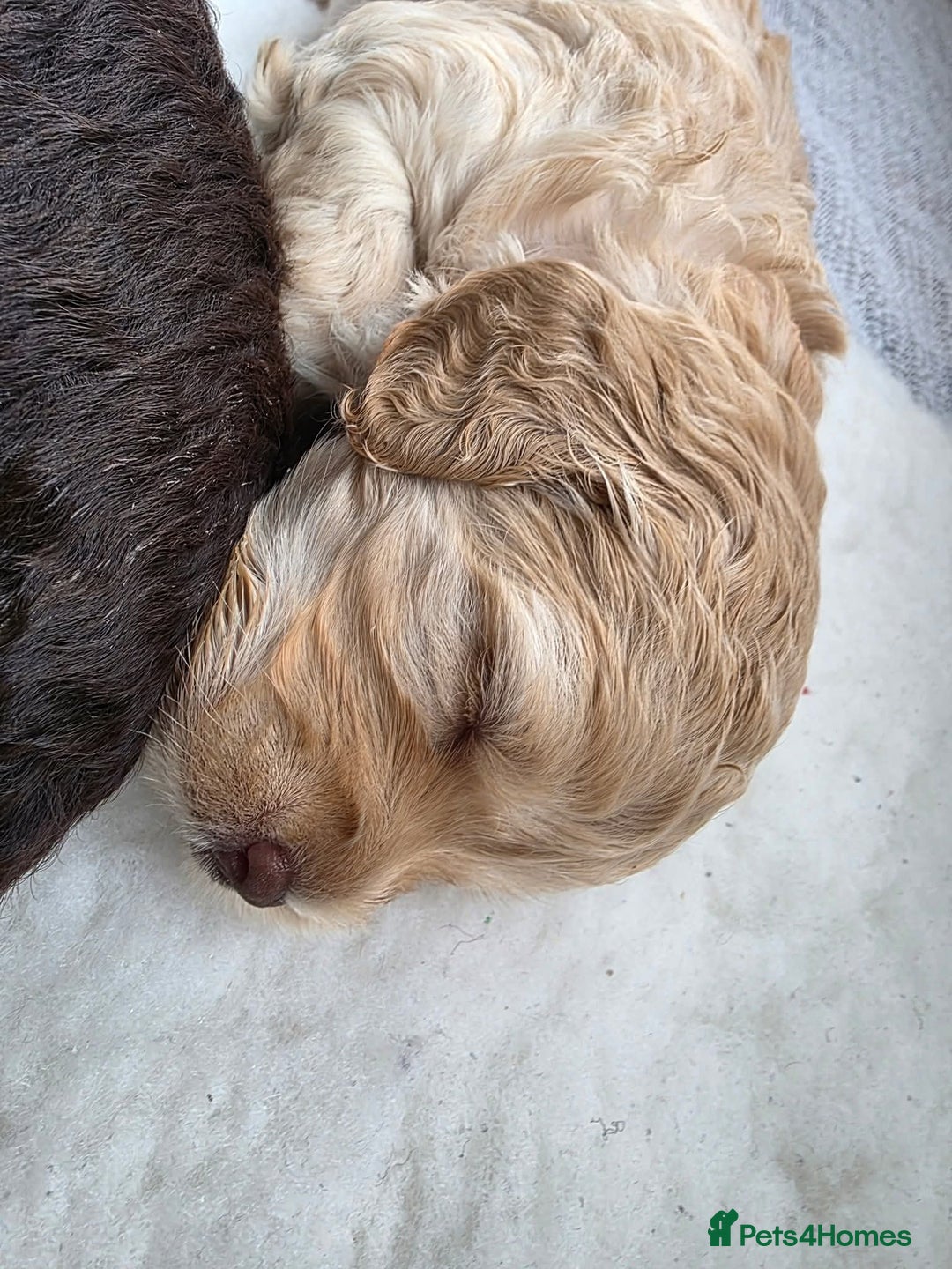 Cockapoo dogs for sale: Beautiful Female Fb1 cockapoo - Image 5