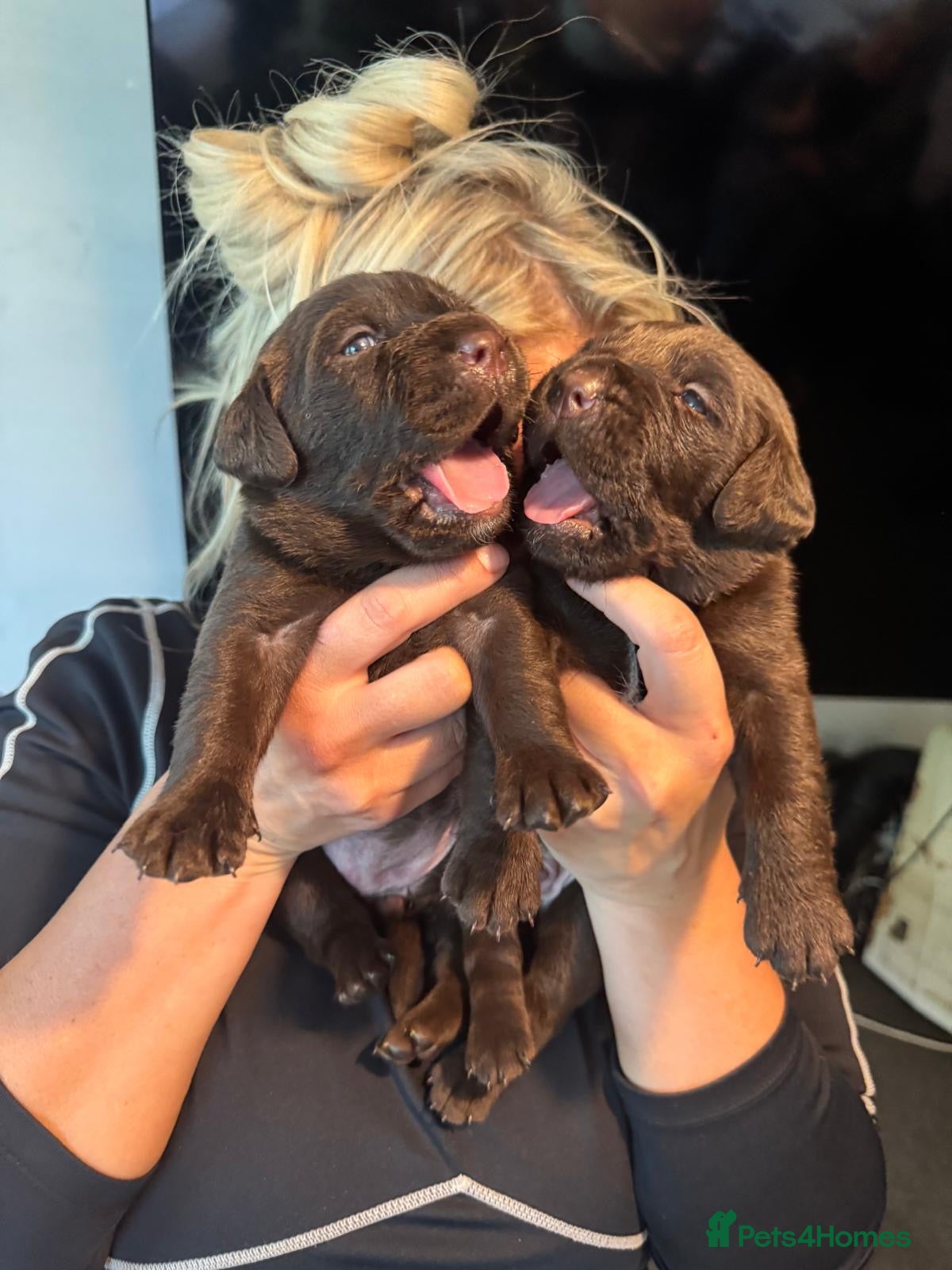 Labrador Retriever dogs Gorgeous Chocolate Labrador puppies  - Advert 5