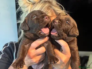 Labrador Retriever dogs Gorgeous Chocolate Labrador puppies - Advert 5
