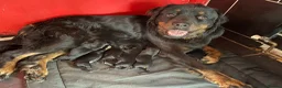 Mixed Breed dogs for sale: Rottweiler x Rottweiler x Akita  - Advert 9