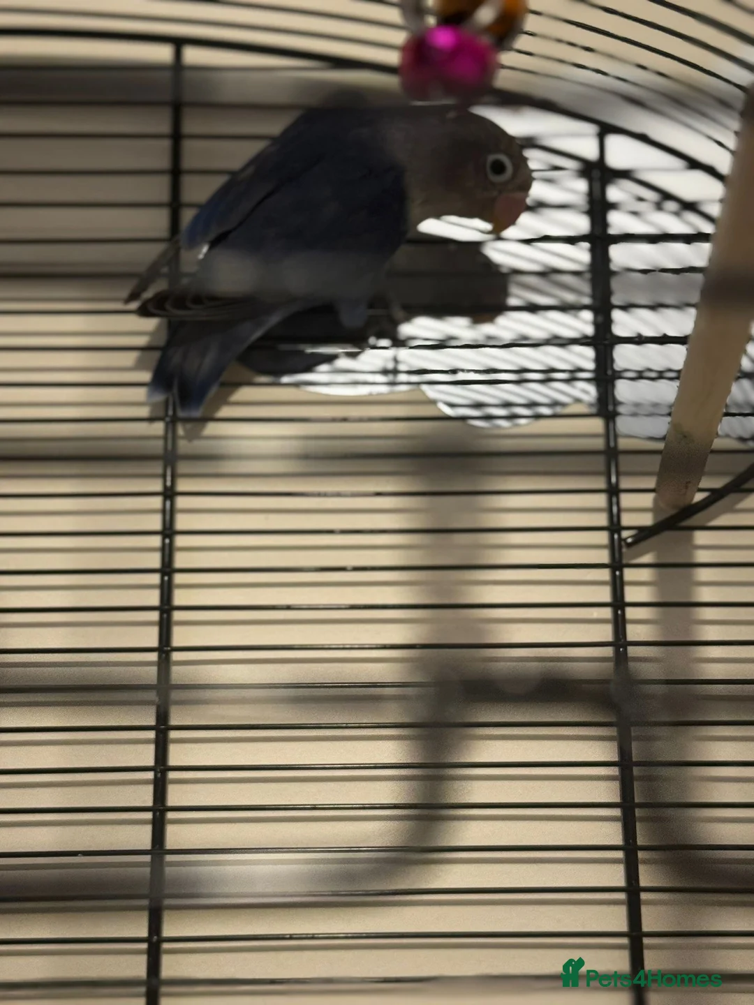 Lovebirds birds for sale: Love birds for sale breeding pairs  - Advert 3