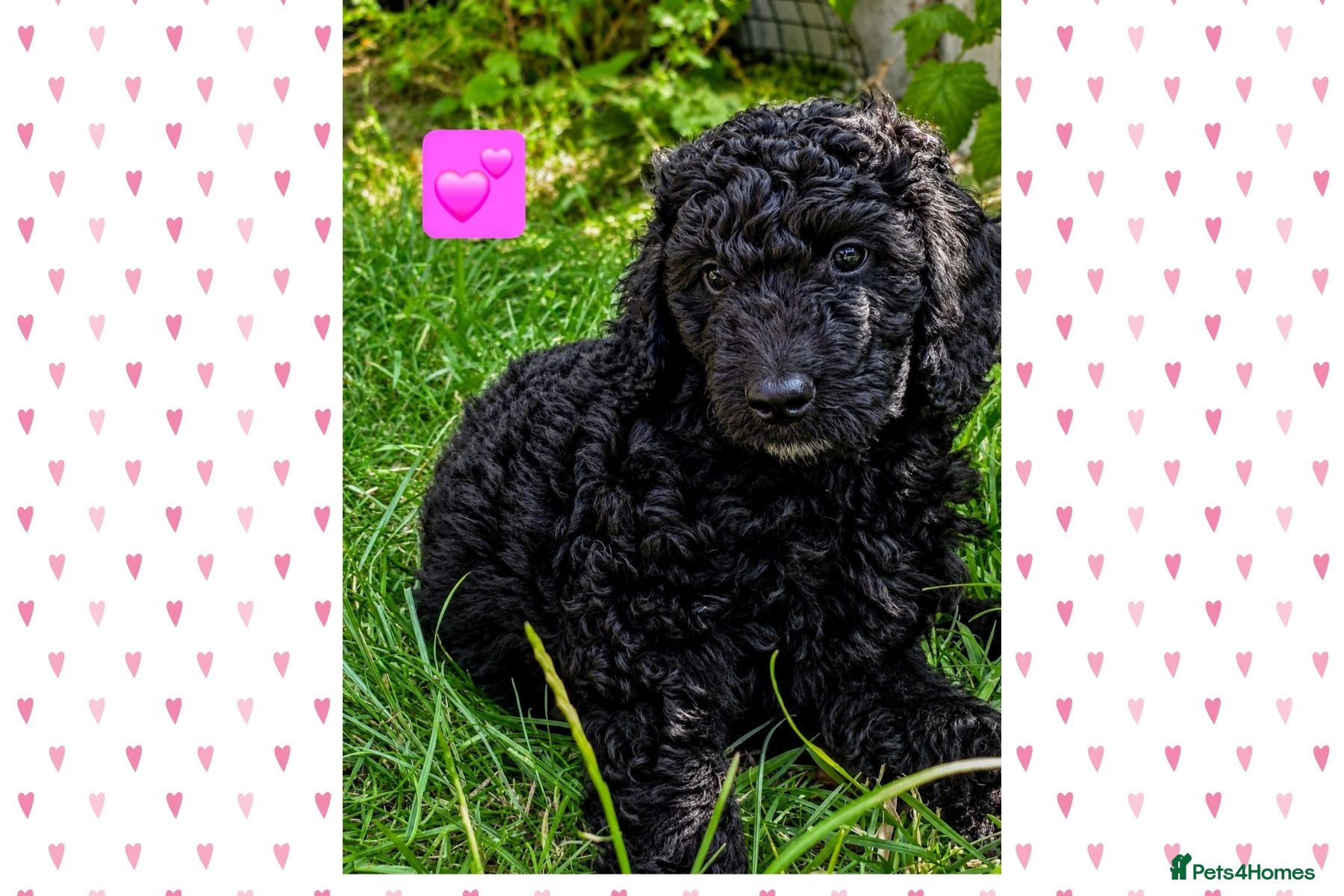 Cockapoo dogs Extensively Health Tested Cockapoo Puppies - Advert 1