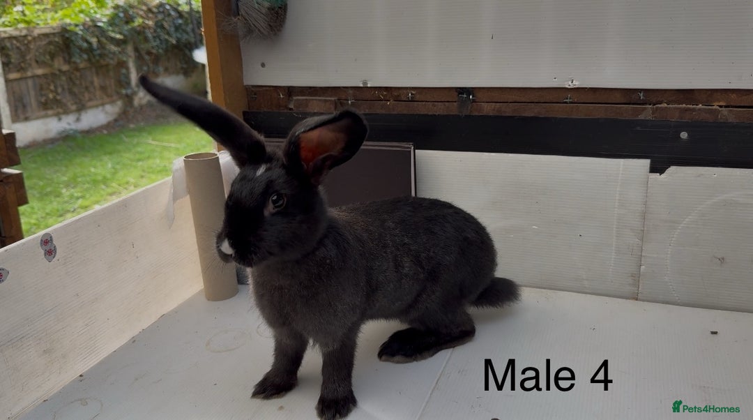 Continental Giant rabbits for sale: Continental giant cross  - Image 4