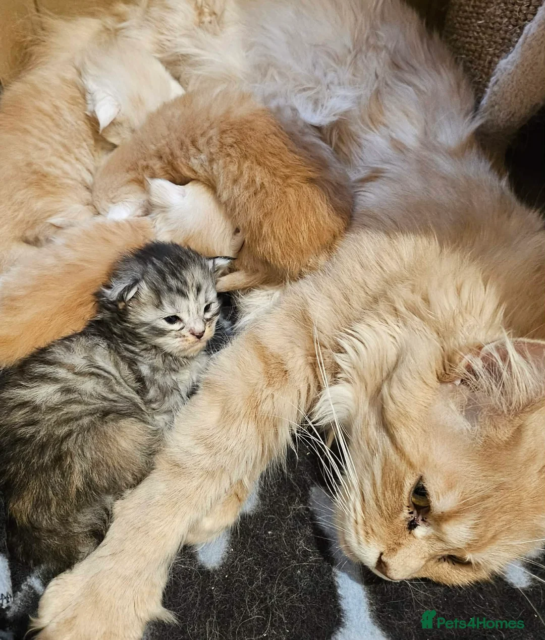 Maine Coon cats for sale: XXL Exceptional Pedigree Kittens Russian line - Advert 5