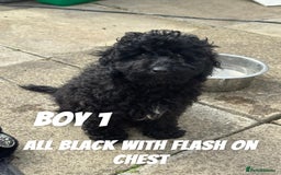 Toy Poodle dogs for sale: ONLY 2 left! Black Toy Poodle Boys 💙 Ready to go! - Image 2