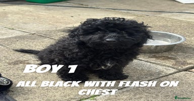 Toy Poodle dogs - Advert 3