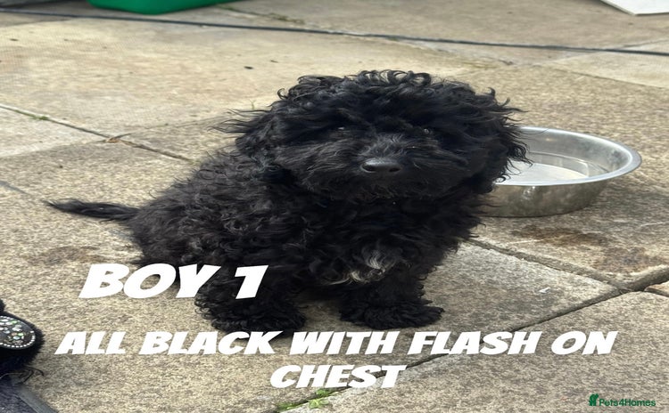 Toy Poodle dogs - Advert 10