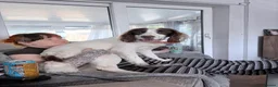 English Springer Spaniel dogs for sale: Milo springer spaniel  in Ashford - Advert 3