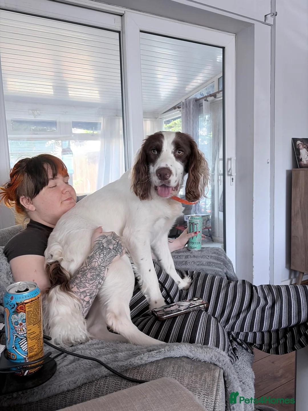 English Springer Spaniel dogs for sale: Milo springer spaniel  in Ashford - Advert 3