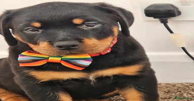 Rottweiler dogs - Advert 5