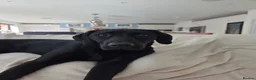 Labrador Retriever dogs for sale: Stunning KC Lab Pups- Sired By Woodruff Numero Uno - Advert 14