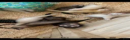 Ferret rodents for sale: Ferret kits  - Advert 2
