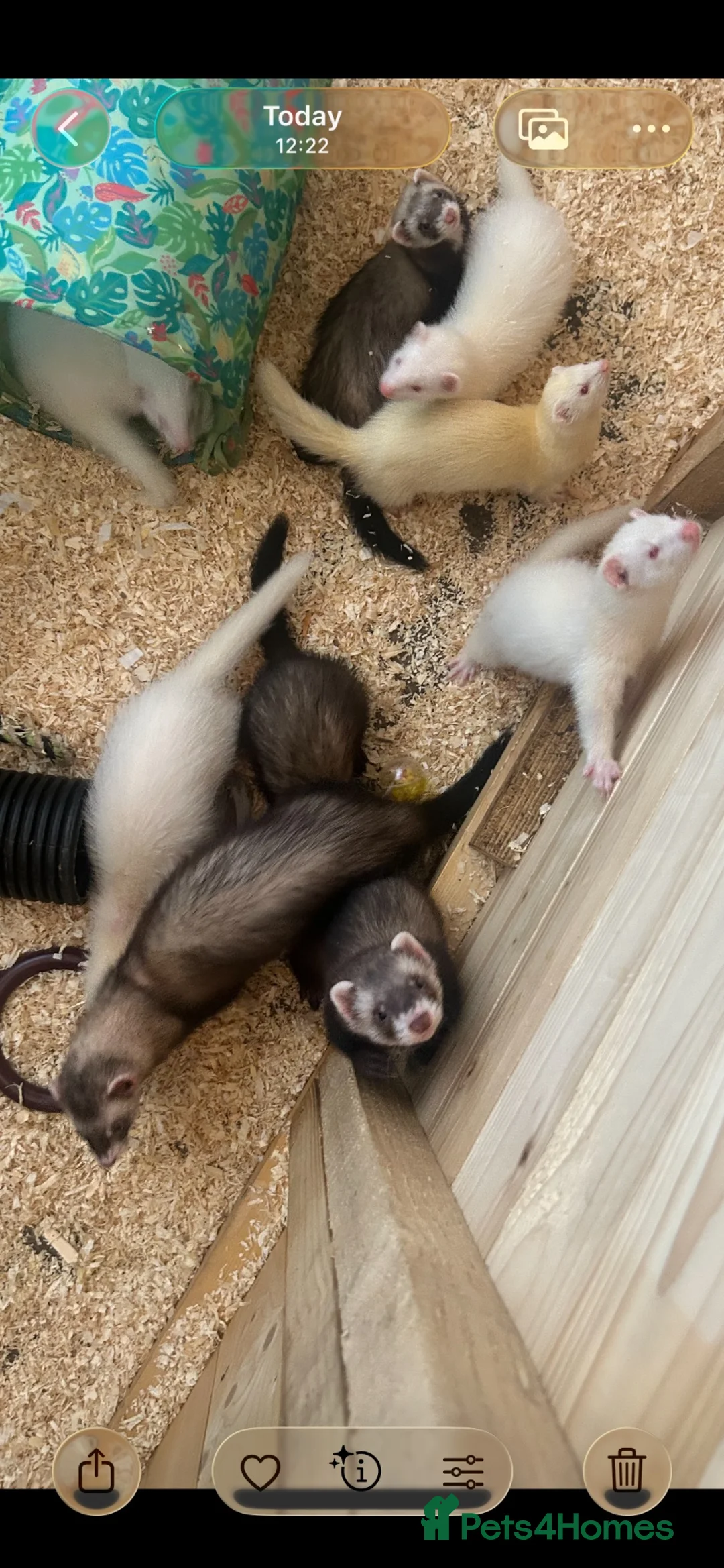 Ferret rodents for sale: Ferret kits  - Advert 2