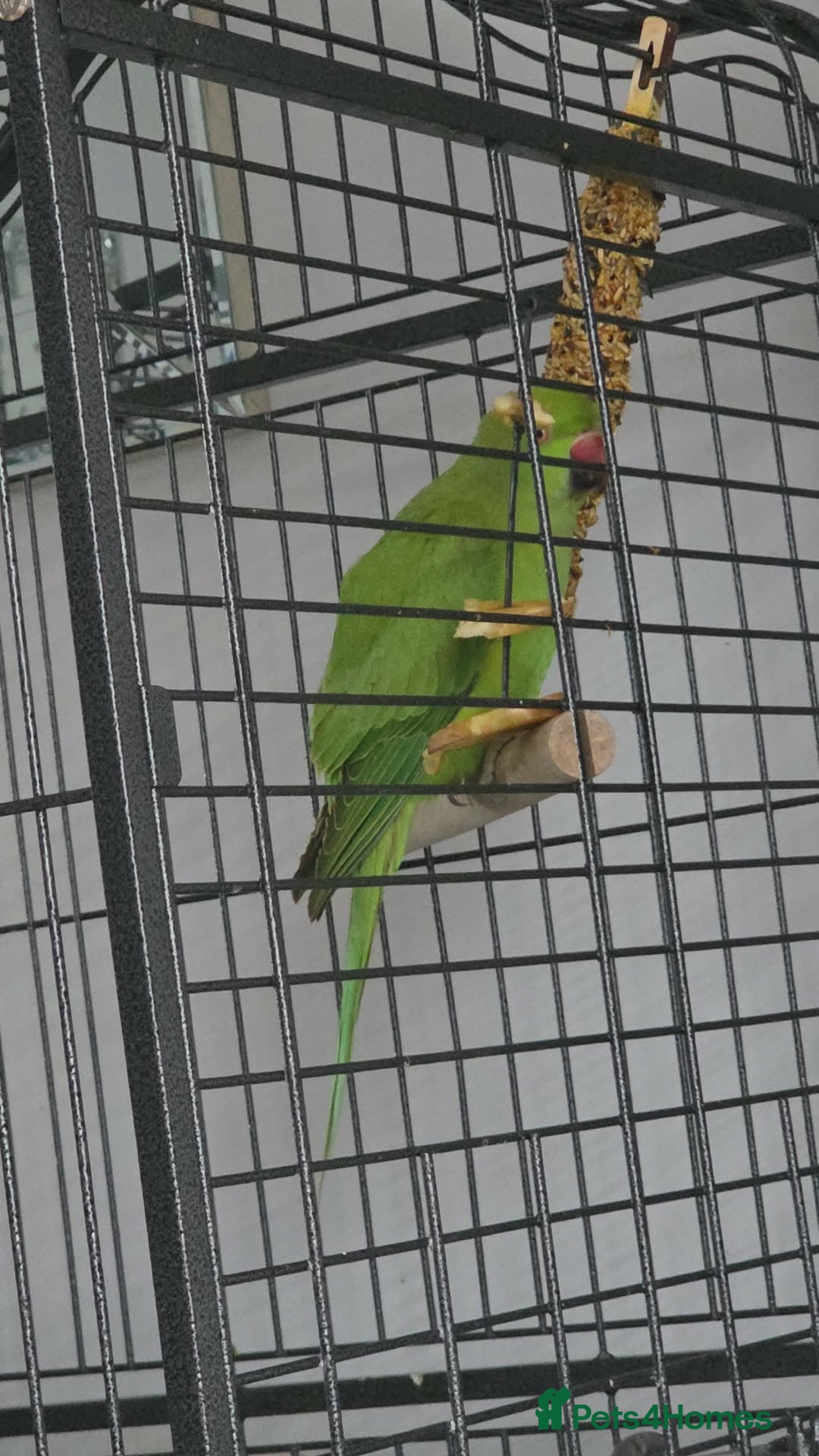 Parrots birds Green ringneck  - Advert 2