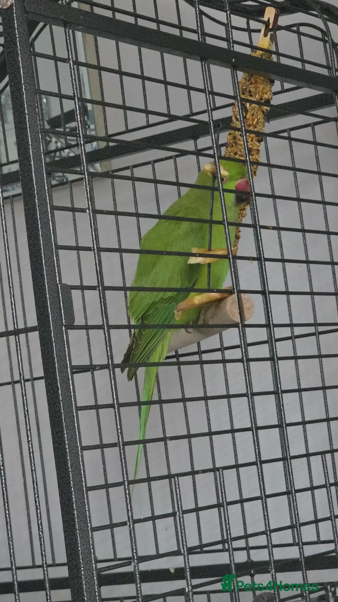 Parrots birds for sale: Green ringneck  in Brierley Hill - Advert 1