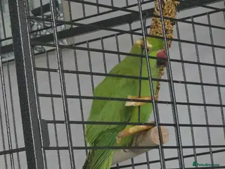 Parrots birds Green ringneck - Advert 2