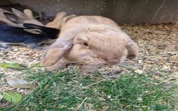 Mixed Breed rabbits for sale: Mixture of mixed breed rabbits - Image 6