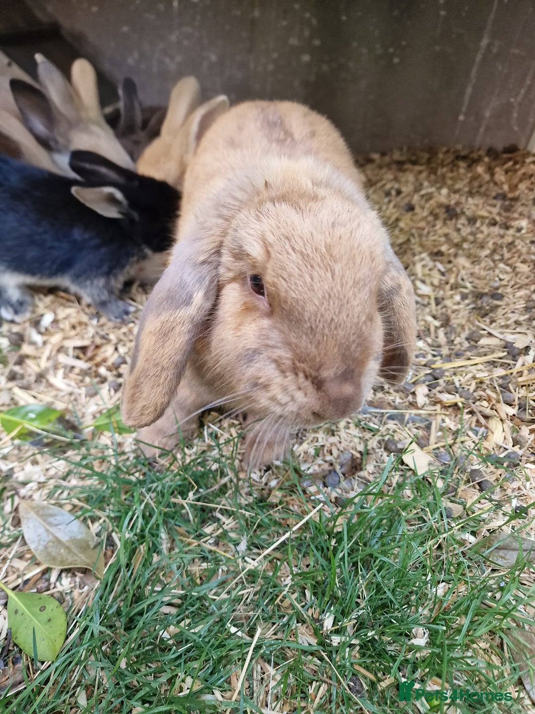 Mixed Breed rabbits for sale: Mixture of mixed breed rabbits - Image 6
