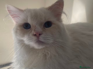 Ragdoll cats GCCF Ragdoll Boy – Needs Experienced Home - Advert 1