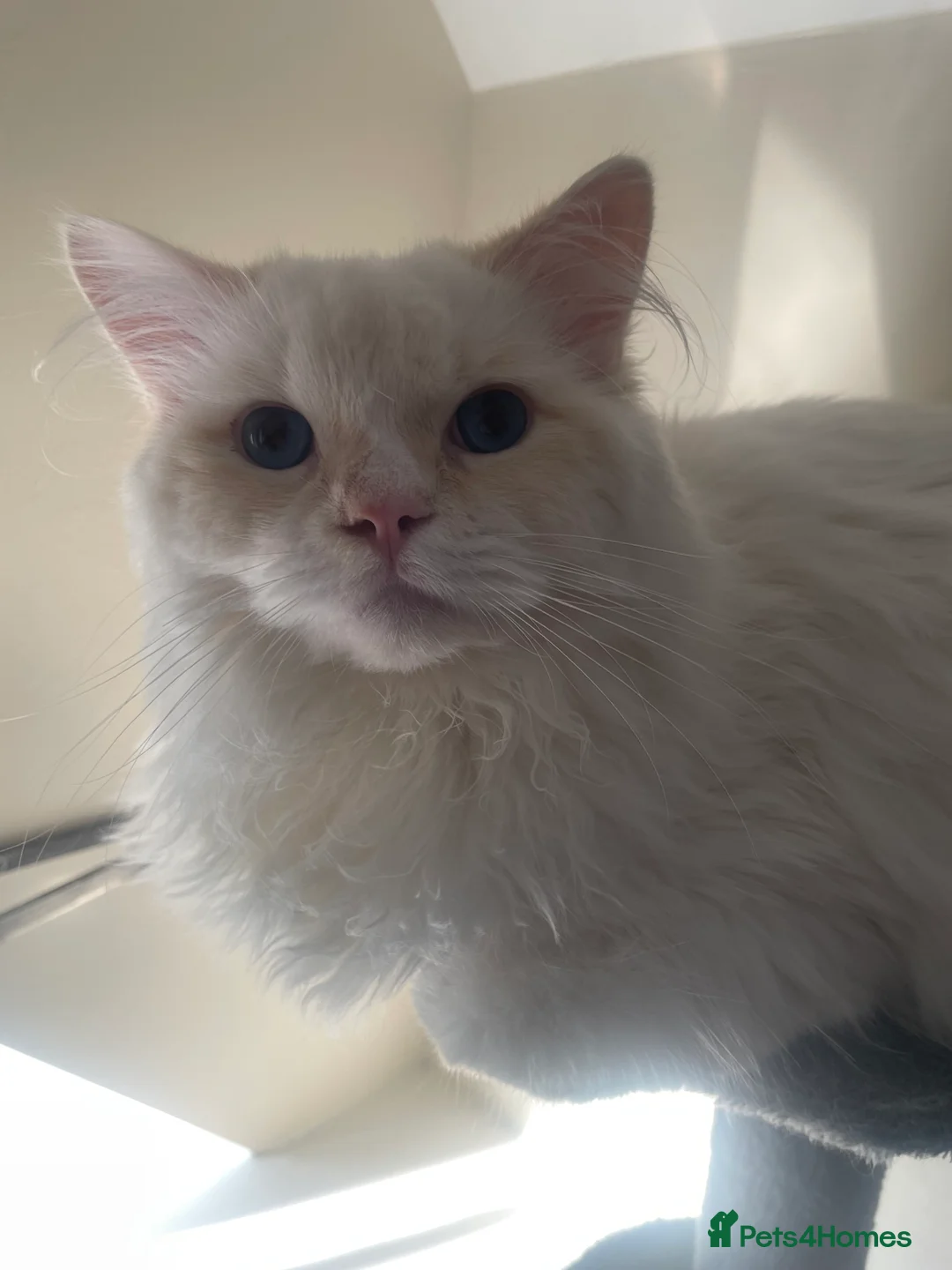 Ragdoll cats for sale: GCCF Ragdoll Boy – Needs Experienced Home - Advert 2