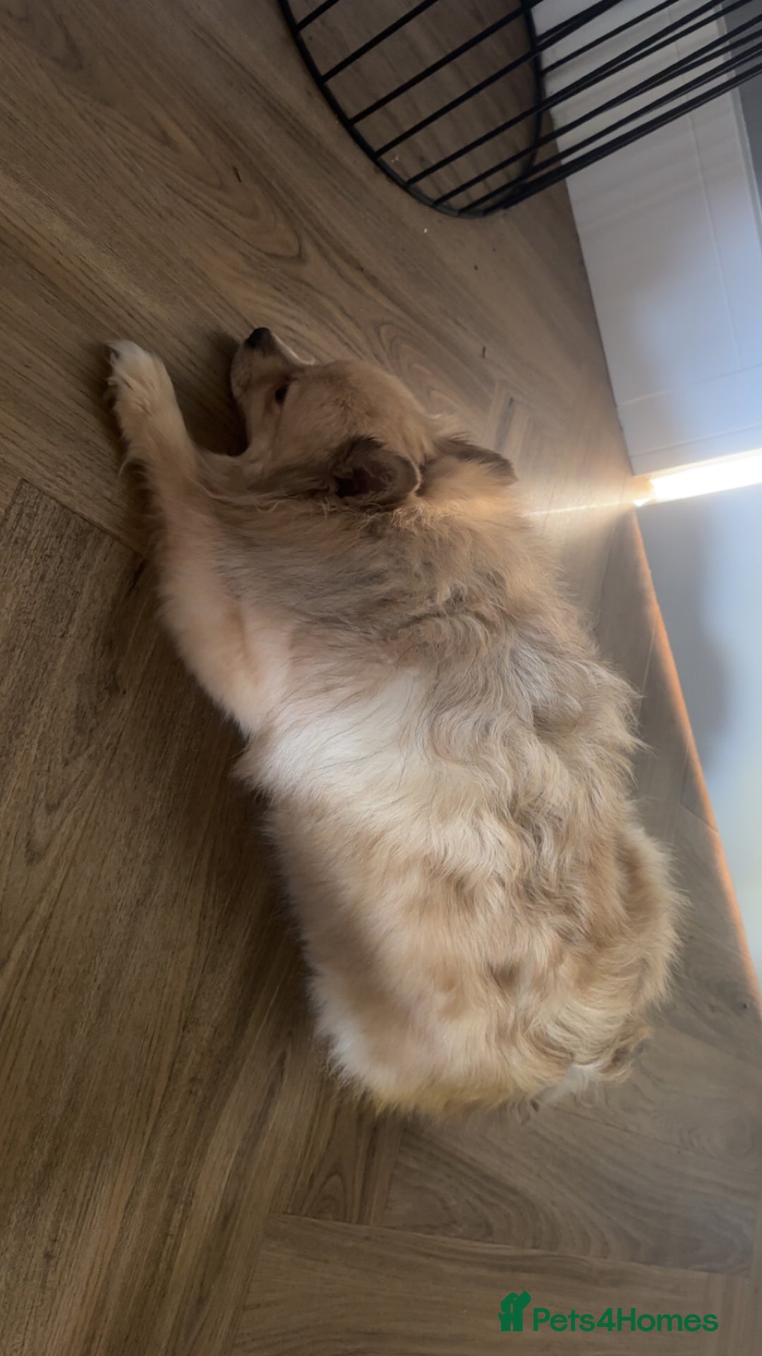 Pomeranian dogs for sale: Sky- female pom - Advert 3