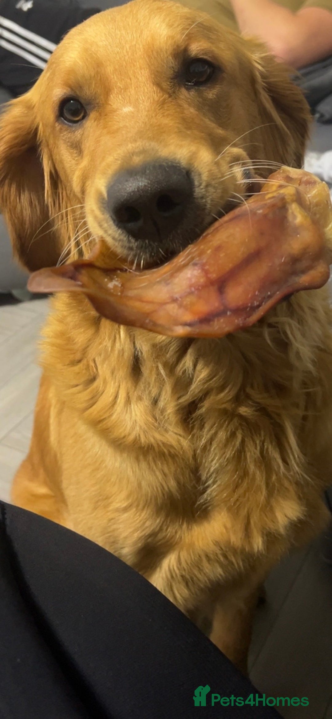 Golden Retriever dogs for stud: Hip & elbow scored health tested proven stud boy  in Barnsley - Image 3