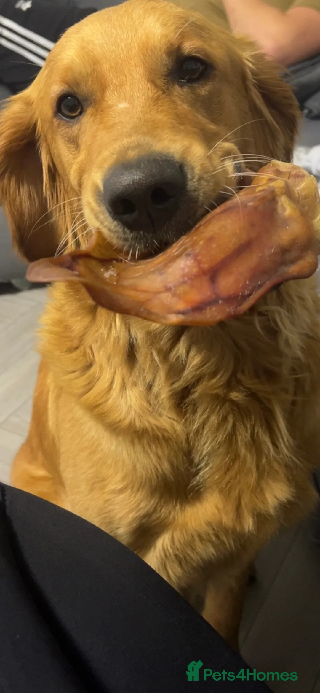 Golden Retriever dogs for stud: Hip & elbow scored health tested proven stud boy  in Barnsley - Advert 5